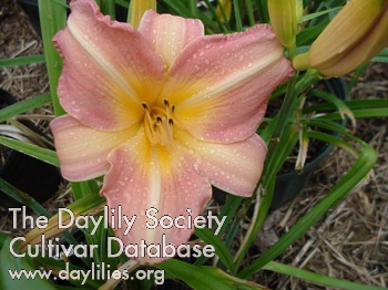 Daylily Sunset Song